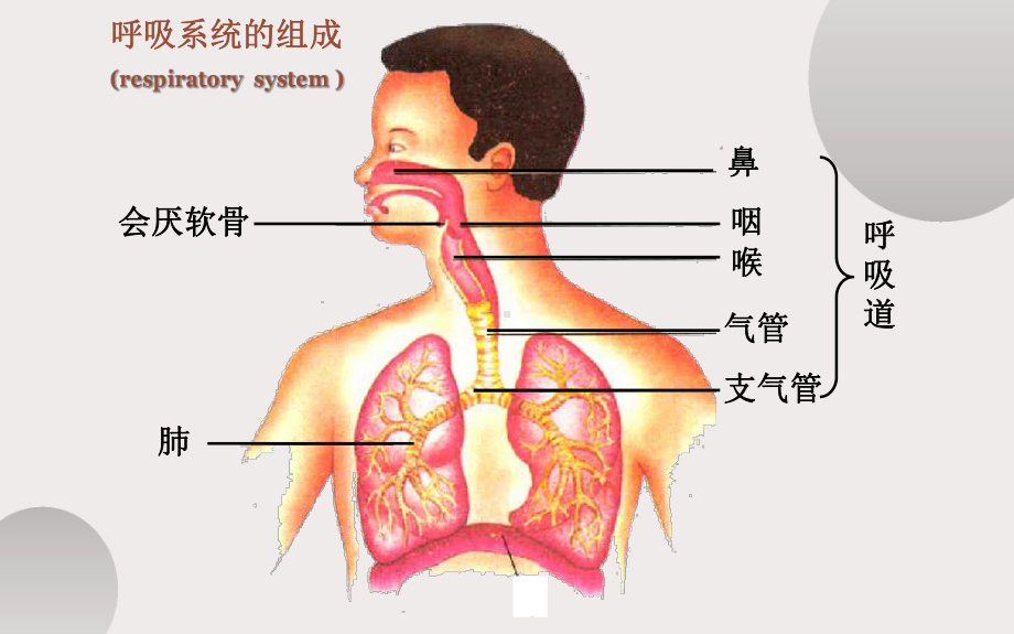 《呼吸道对空气的处理》公开课教学一等奖课件.pptx_第3页