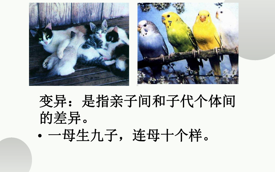 《生物的性状与相对性状》优课一等奖课件.pptx_第3页