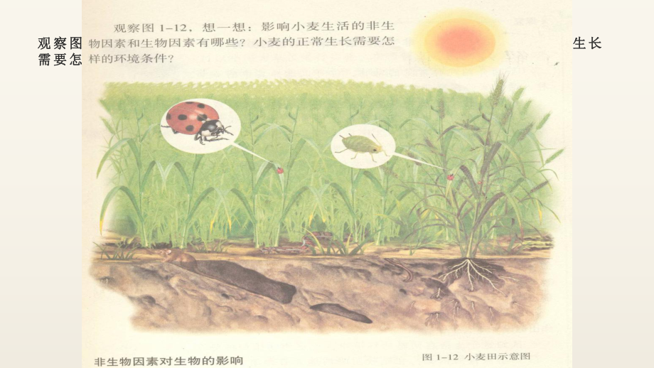 《生物与环境组成生态系统》优质课一等奖课件.pptx_第3页