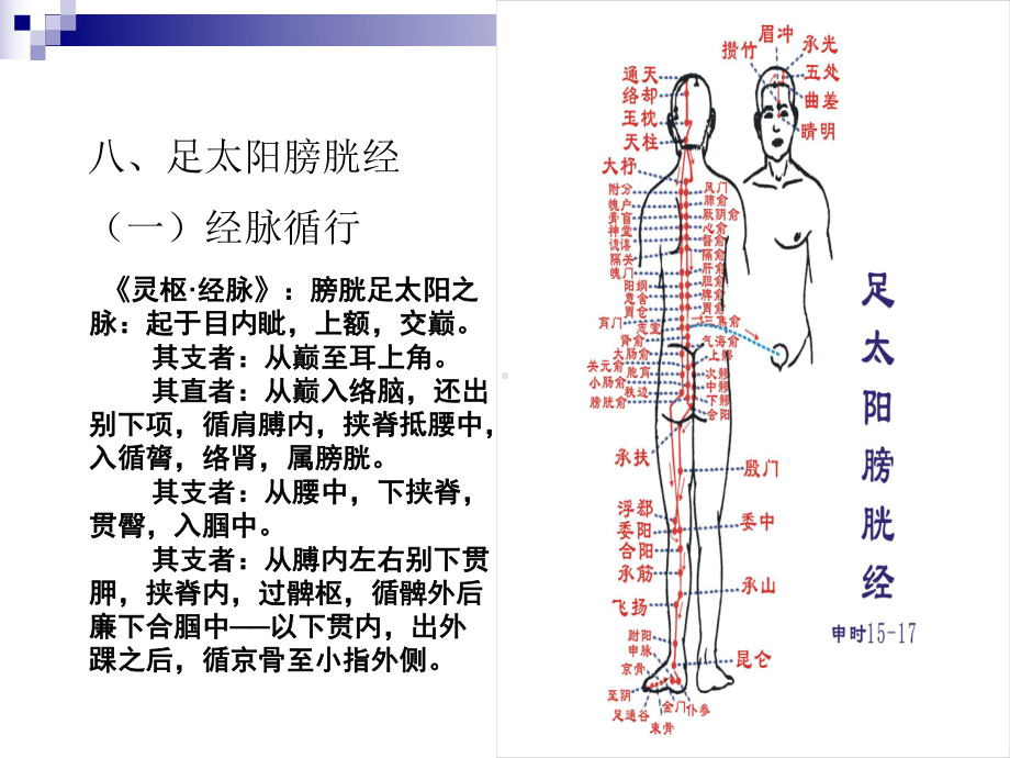 中医美容课件7足太阳膀胱经ppt