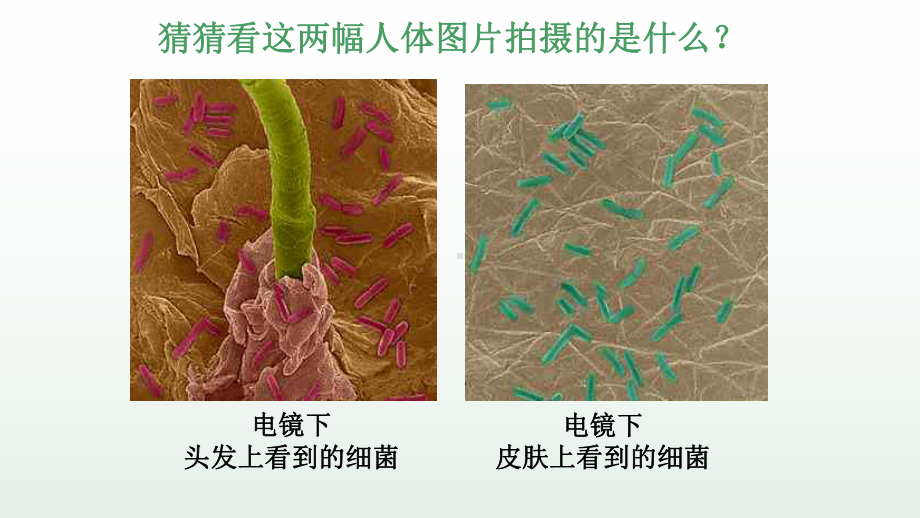 《细菌》培优一等奖课件.pptx_第2页