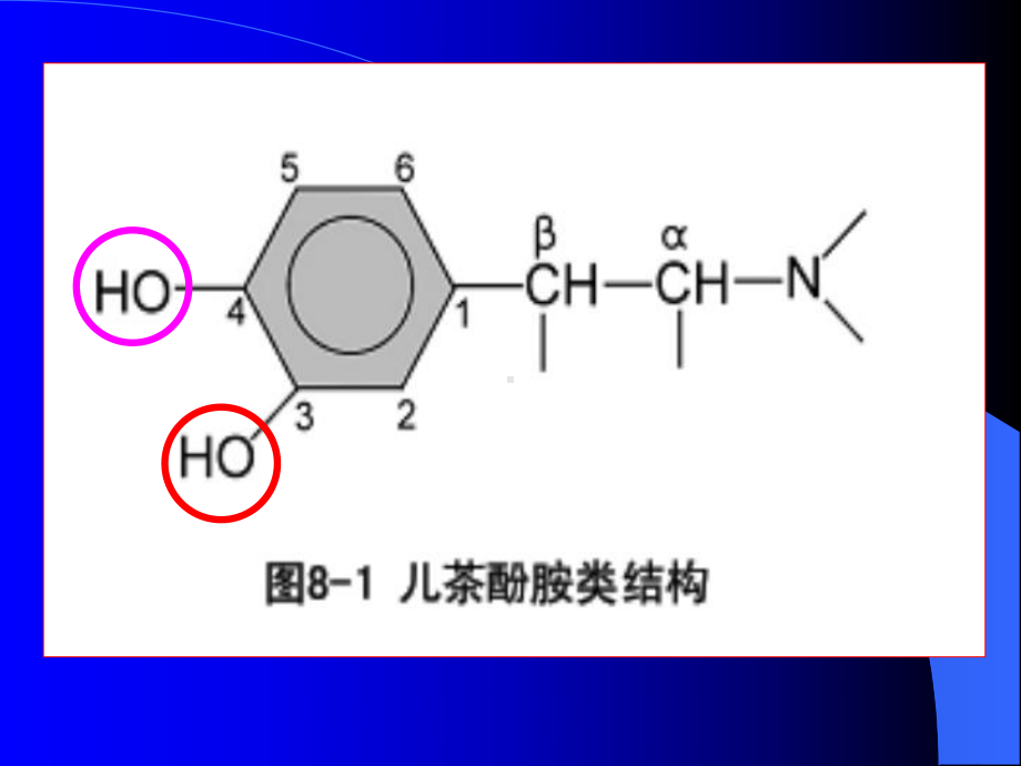 中医学院课件拟肾上腺素药.ppt_第3页