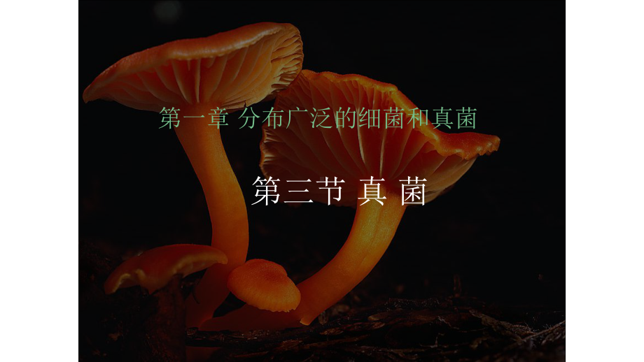 《真菌》优课一等奖课件.pptx_第1页