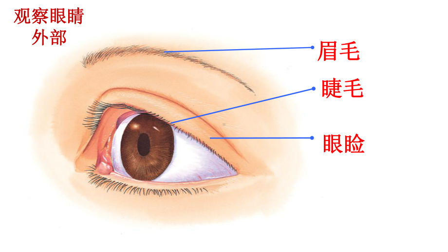 《关注角膜移植和眼睛健康》优课一等奖课件.pptx_第2页