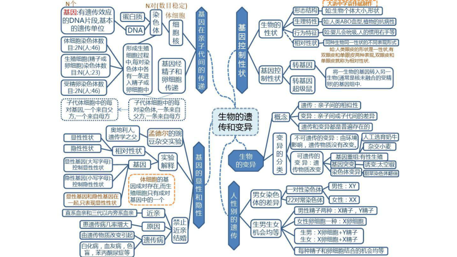 八年级生物下册思维导图.pptx_第3页