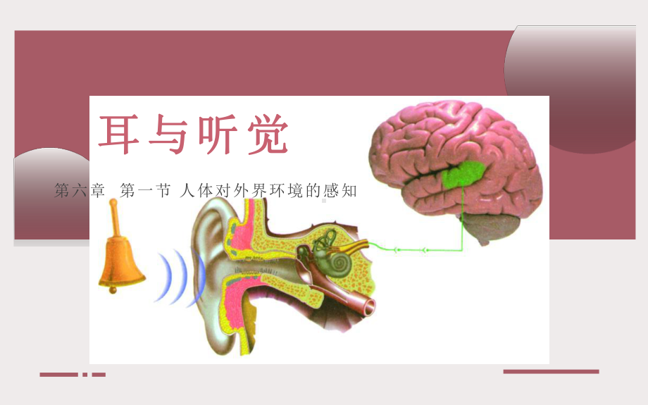 《耳与听觉》优课一等奖课件.pptx_第1页