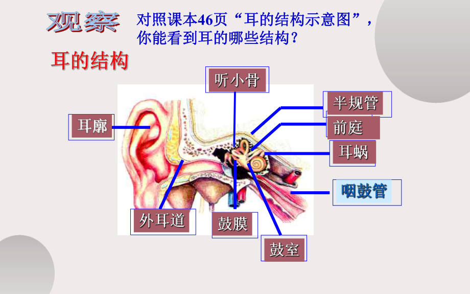 《耳与听觉》优课一等奖课件.pptx_第2页