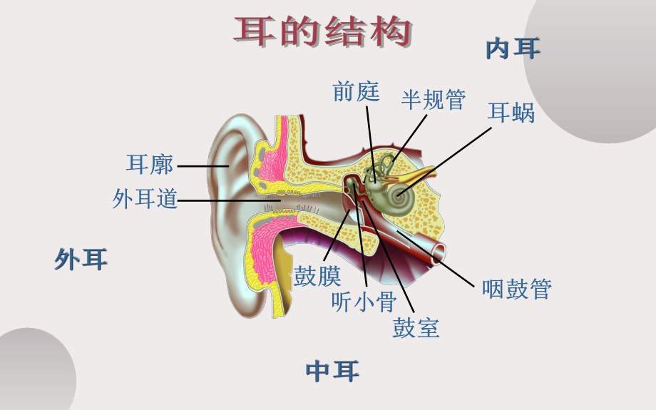 《耳与听觉》优课一等奖课件.pptx_第3页