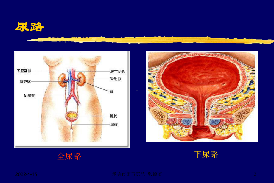 尿路感染UrinaryTractInfection-中医 课件.ppt_第3页