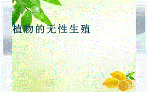 《植物的无性生殖》优课一等奖课件.pptx