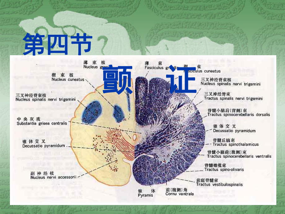 中医内科学课件 4.第四节颤证.ppt_第1页