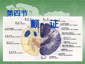 中医内科学课件 4.第四节颤证.ppt