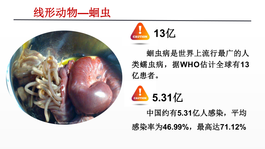 《线形动物和环节动物》优质课一等奖课件.pptx_第3页