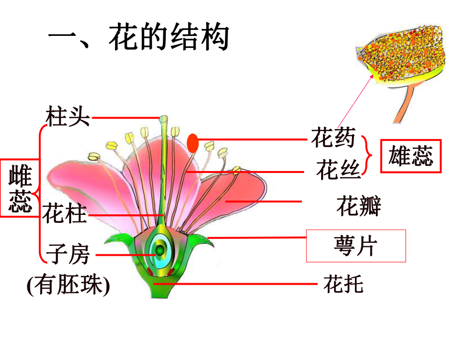 《植物的生殖》优质课一等奖课件.pptx.ppt_第3页