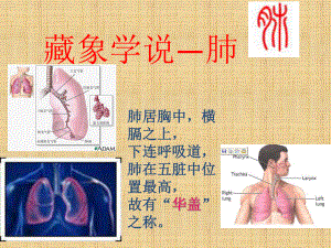 中医药学概论藏象学说肺与大肠课件.pptx