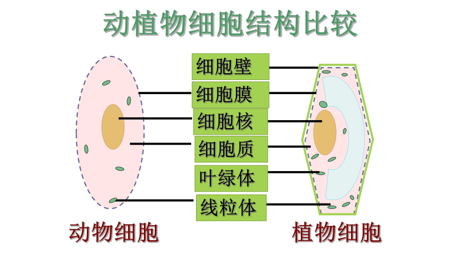 优课《细胞的生活》一等奖课件.pptx_第2页