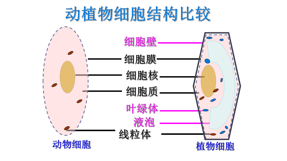 《细胞的生活》优课一等奖课件.pptx_第2页