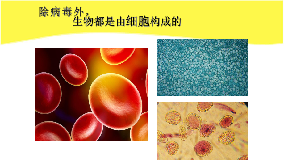 《细胞是生物体结构和功能的基本单位》优课一等奖课件.pptx_第1页