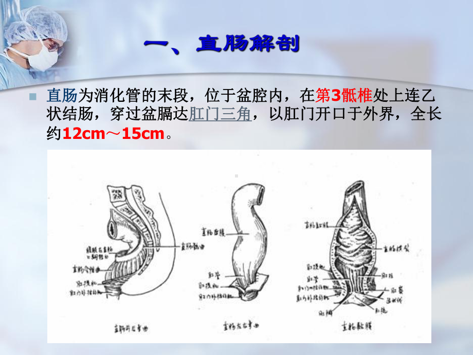 壶腹部和直肠肛门部肛管- 中医药大学课件.ppt_第2页