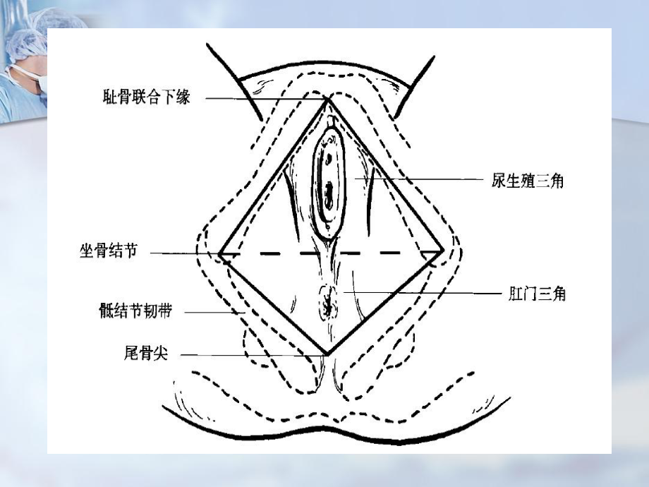 壶腹部和直肠肛门部肛管- 中医药大学课件.ppt_第3页