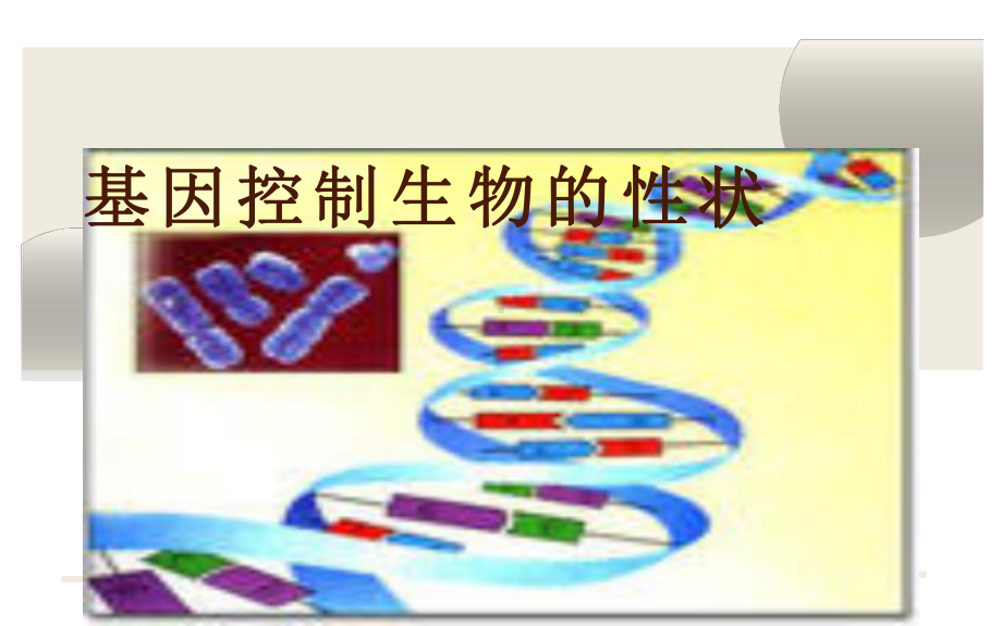 《基因控制生物的性状》公开课教学一等奖课件.pptx_第1页