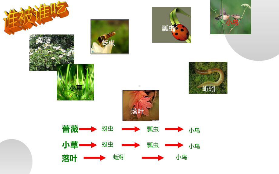 《食物链和食物网》优课一等奖课件.pptx_第3页