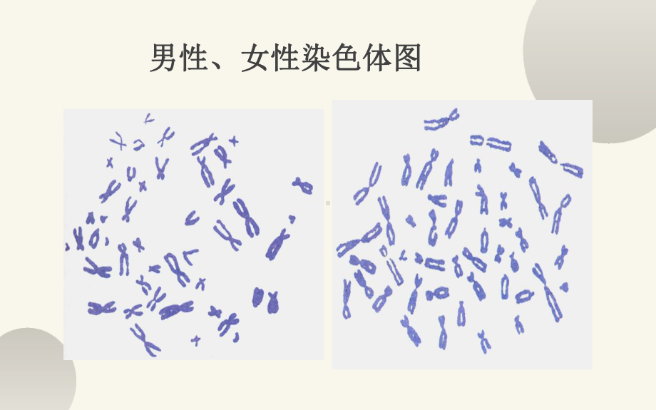 《人的性别遗传》优质课一等奖教学课件.pptx_第3页