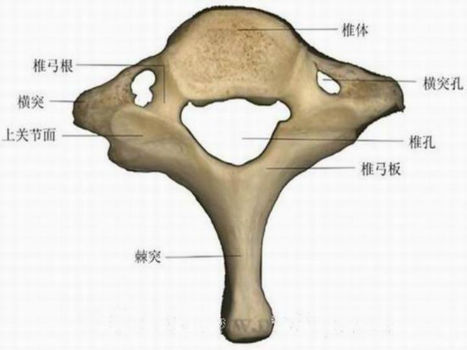 颈椎病的中医康复治疗与护理课件.ppt_第3页