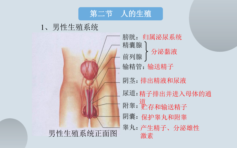 复习课《人的由来》课件.pptx_第3页