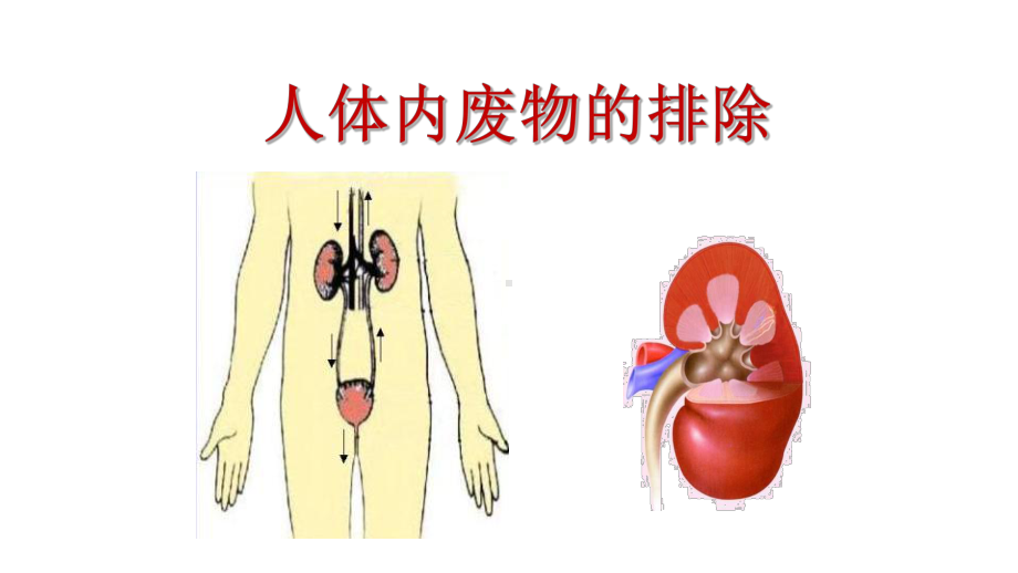 优课《人体内废物的排除》一等奖课件.pptx_第1页