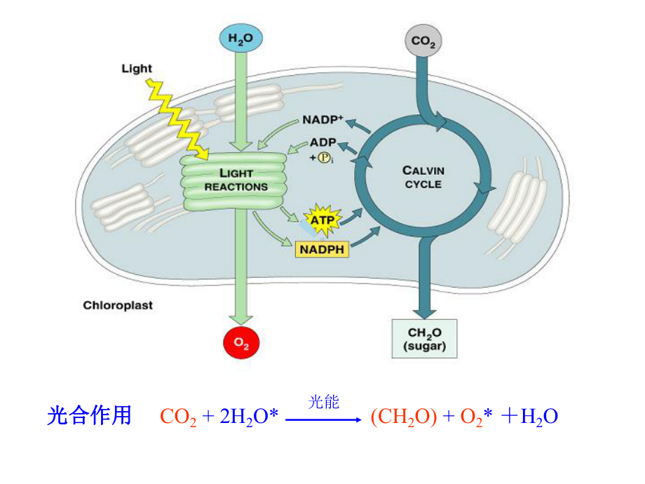 植物光合强度的测定课件.ppt_第2页