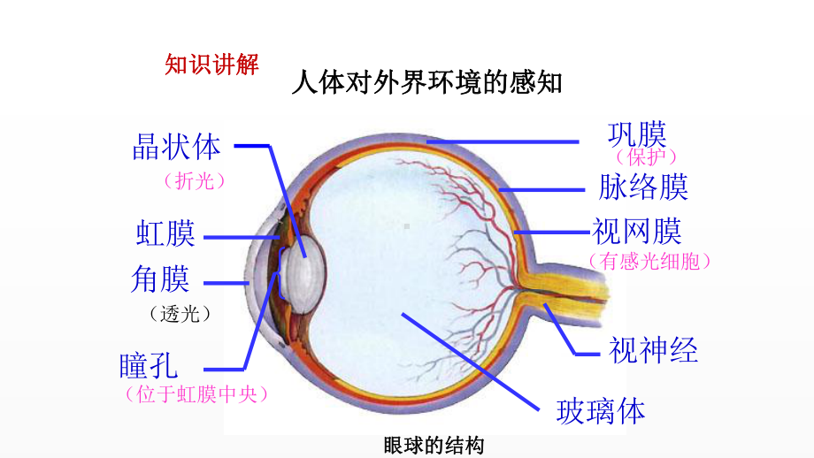 《人体生命活动调节》中考复习课件.pptx_第2页