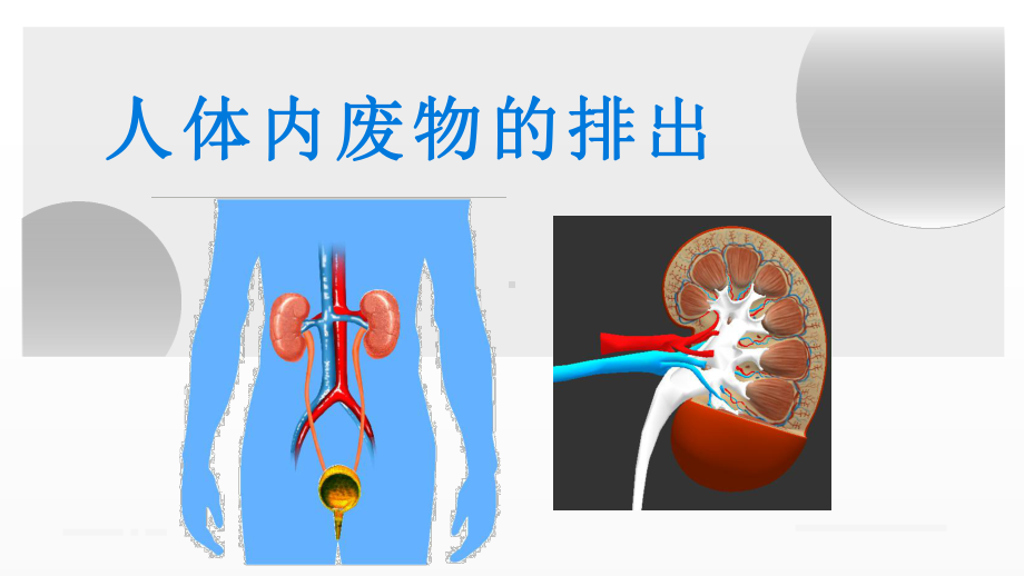 公开课《人体内废物的排出》教学课件.pptx_第1页