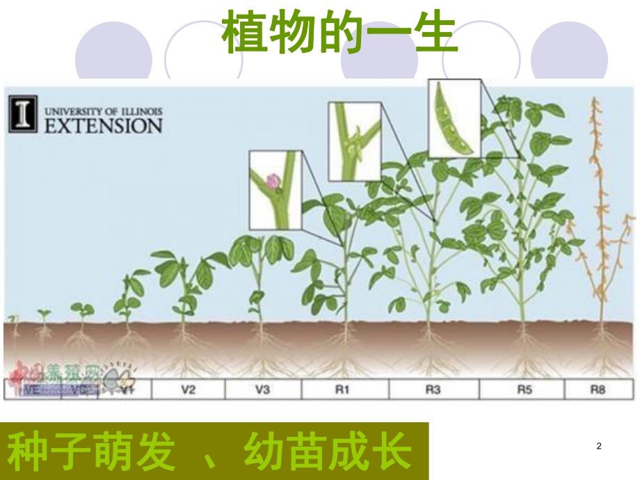 植物的果实(课堂PPT)课件.ppt_第2页