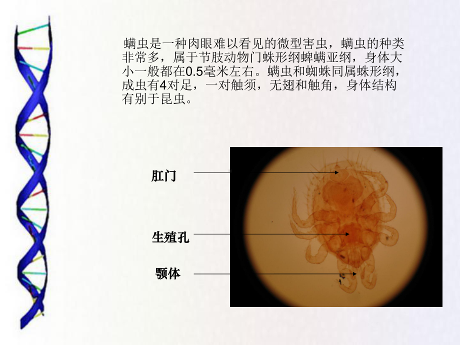 螨虫介绍专题知识讲座-PPT医学课件.ppt_第2页