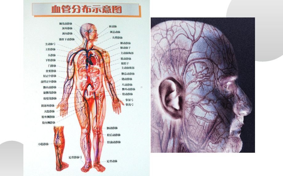 《血流的管道-血管》公开课教学课件.pptx_第3页