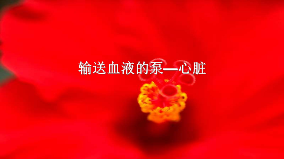 《输送血液的泵—心脏》一等奖公开课教学课件.pptx_第1页