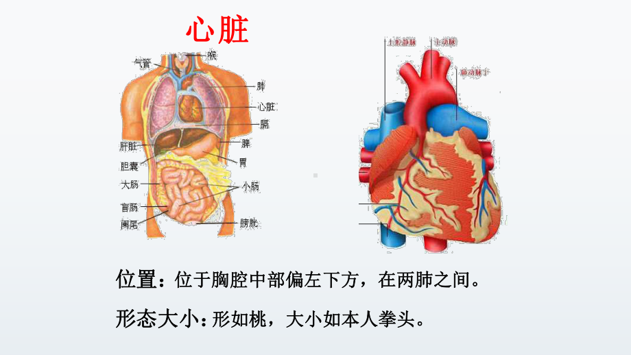 《输送血液的泵—心脏》一等奖公开课教学课件.pptx_第3页