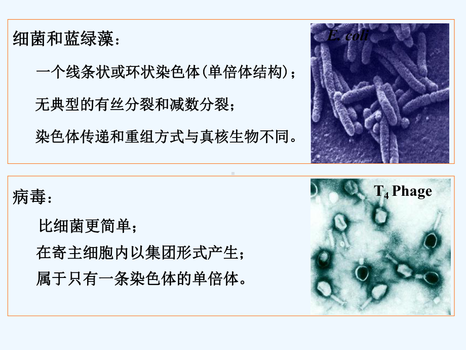 遗传学第七章-细菌和病毒的遗传[可修改版ppt]课件.ppt_第3页