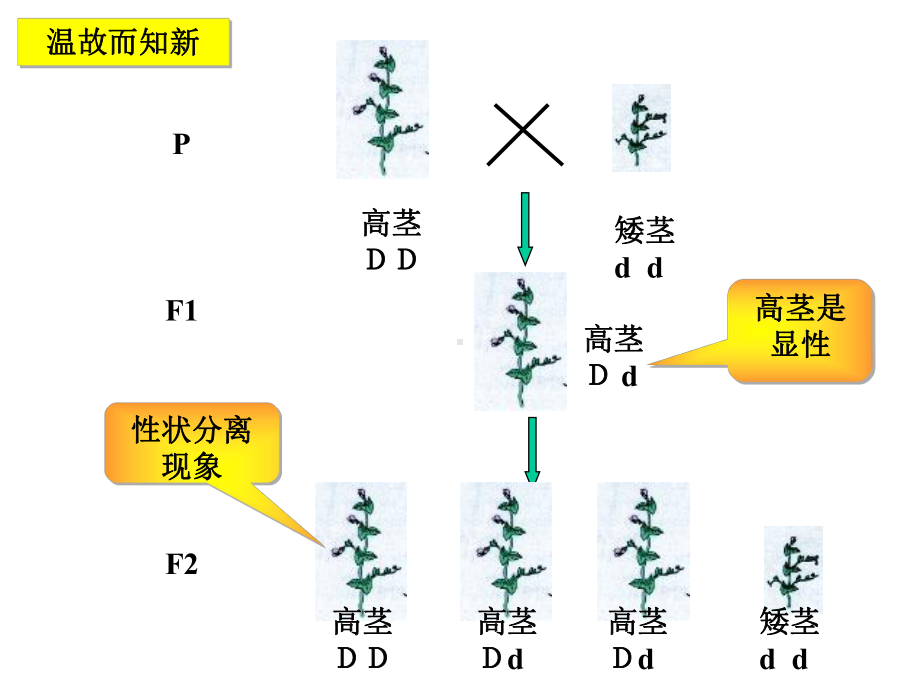 高中生物第一章遗传因子的发现第2节孟德尔的豌豆杂交实验(二)1课件新人教版必修2.ppt_第2页