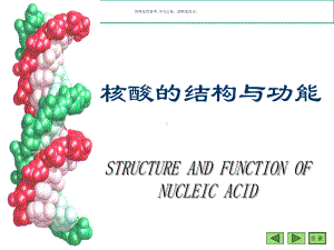 核酸的结构和功能专业知识讲解课件.ppt