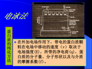 蛋白质纯化方法课件.ppt