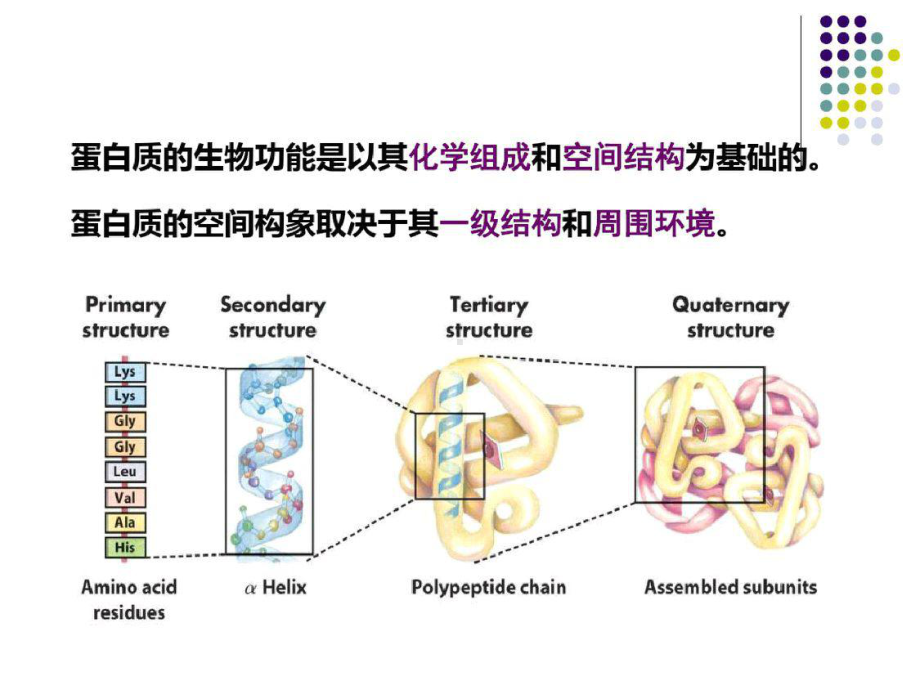 蛋白质的结构与功能2ppt课件[精选].pptx_第2页