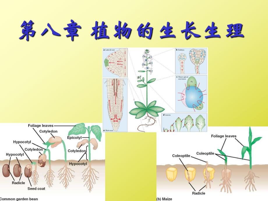 植物的生长生理1总结课件.pptx_第1页