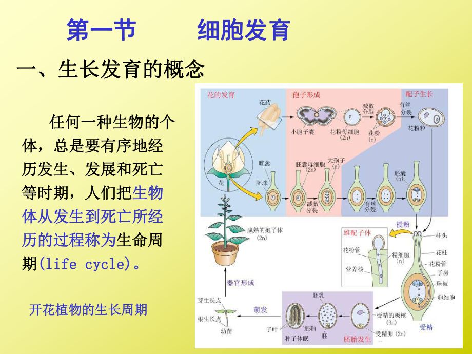 植物的生长生理1总结课件.pptx_第2页