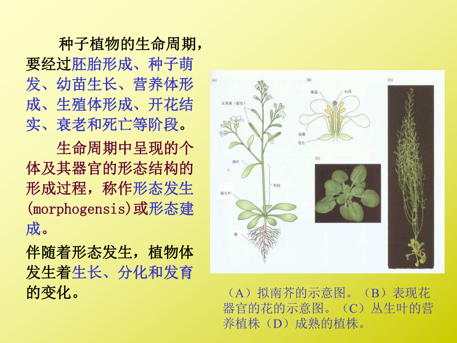 植物的生长生理1总结课件.pptx_第3页