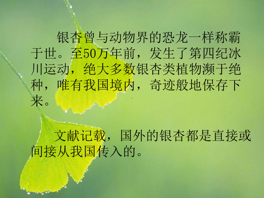 银杏叶（医学介绍）PPT课件.pptx_第3页