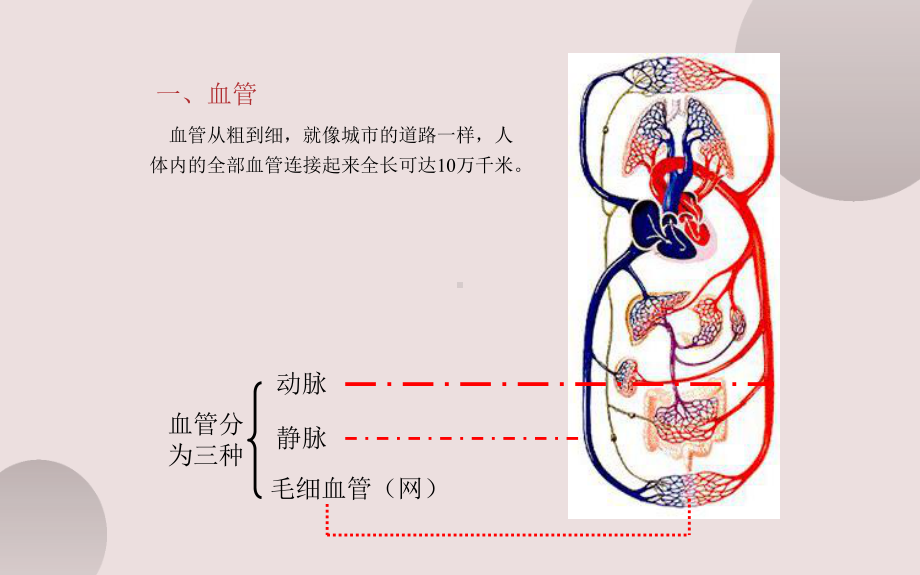 《血流的管道-血管》优质课一等奖课件.pptx_第3页