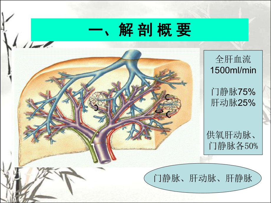 门脉系统解剖及门脉高压病理生理PPT课件.ppt_第2页