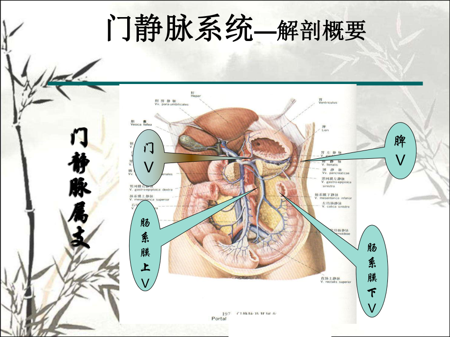 门脉系统解剖及门脉高压病理生理PPT课件.ppt_第3页